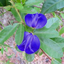 Blue Alcacuz flower